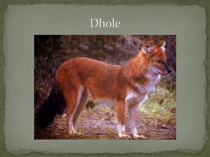 Dhole 