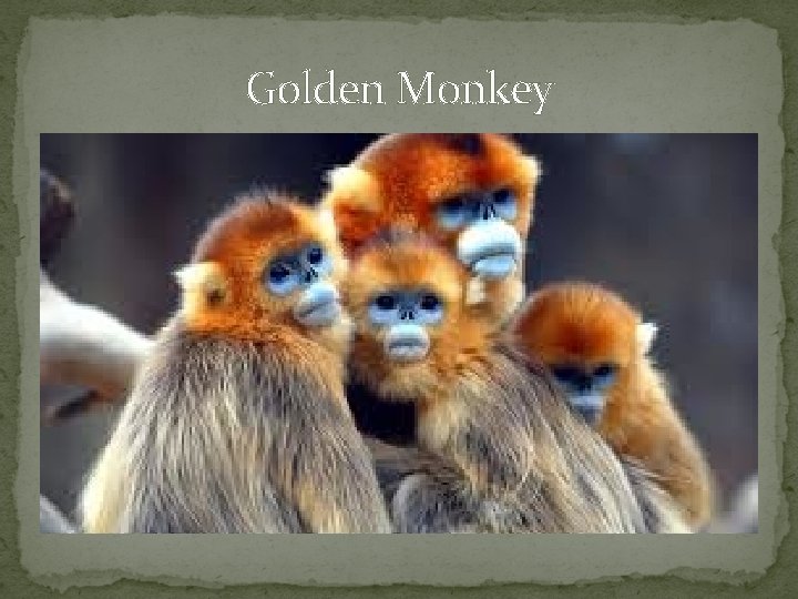 Golden Monkey 