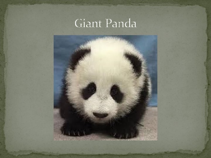 Giant Panda 