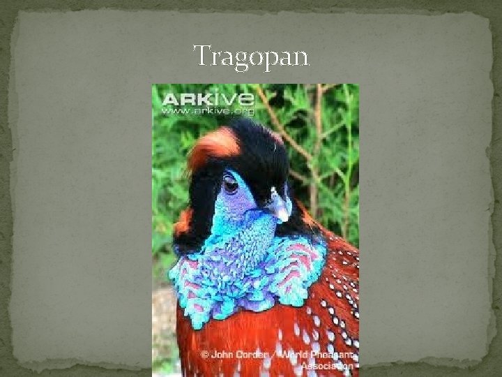 Tragopan 