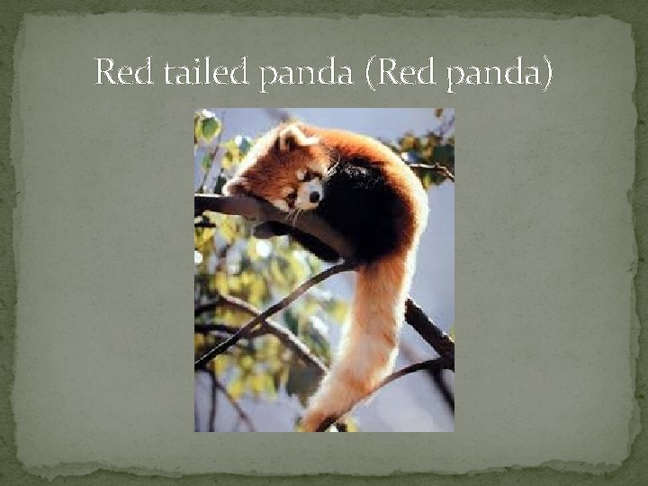 Red tailed panda (Red panda) 