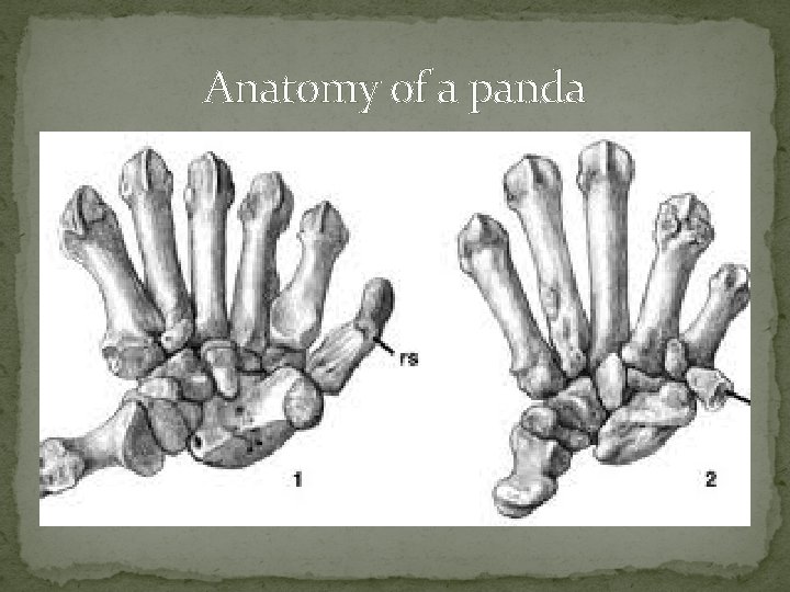 Anatomy of a panda 