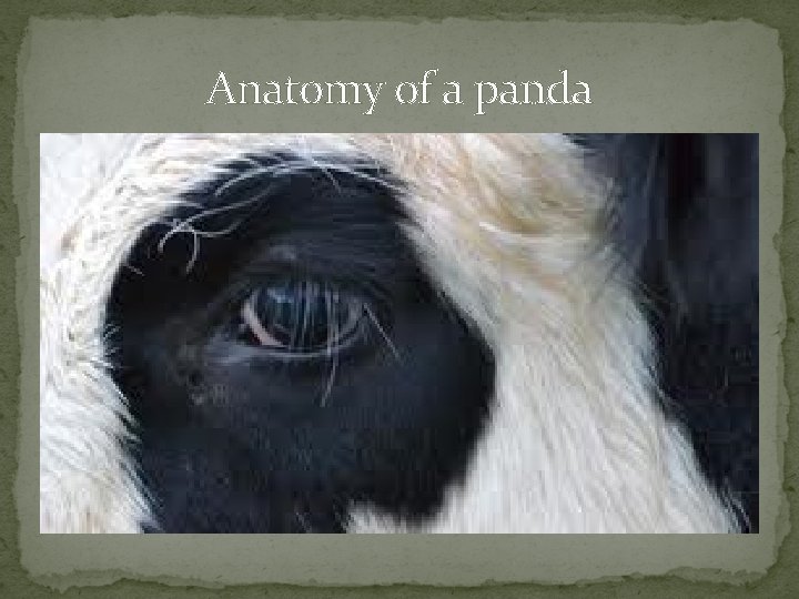 Anatomy of a panda 