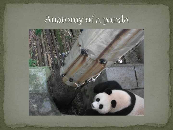 Anatomy of a panda 