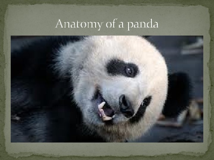 Anatomy of a panda 