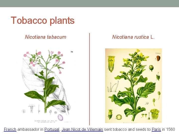 Tobacco plants Nicotiana tabacum Nicotiana rustica L. French ambassador in Portugal, Jean Nicot de