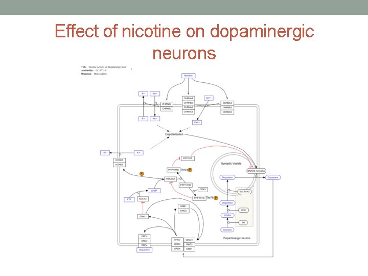 Effect of nicotine on dopaminergic neurons 