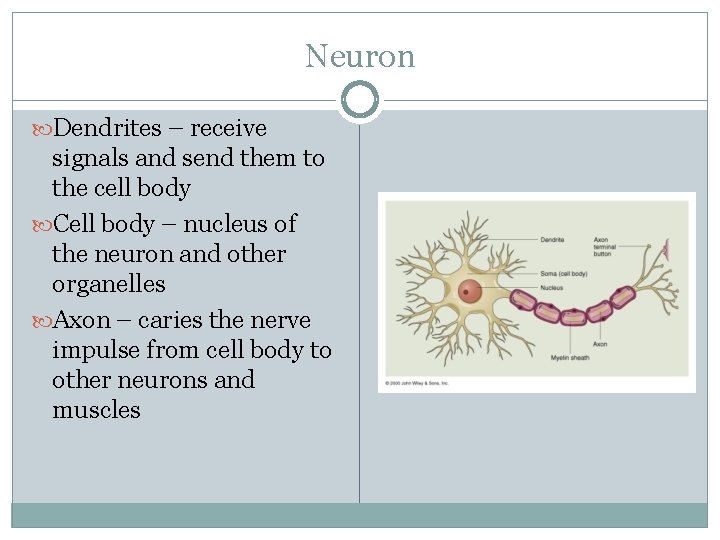 Neuron Dendrites – receive signals and send them to the cell body Cell body