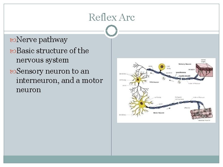 Reflex Arc Nerve pathway Basic structure of the nervous system Sensory neuron to an