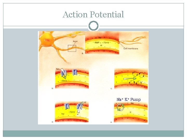 Action Potential 