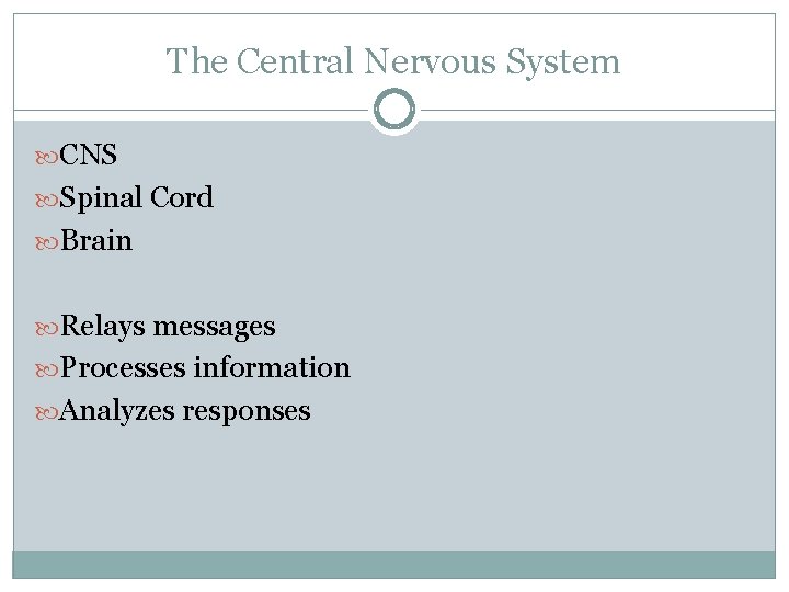 The Central Nervous System CNS Spinal Cord Brain Relays messages Processes information Analyzes responses