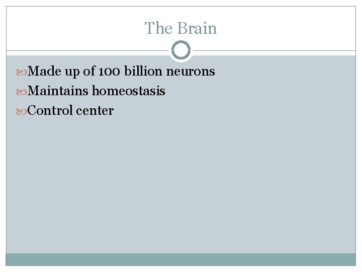 The Brain Made up of 100 billion neurons Maintains homeostasis Control center 