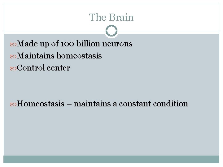 The Brain Made up of 100 billion neurons Maintains homeostasis Control center Homeostasis –