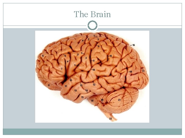 The Brain 