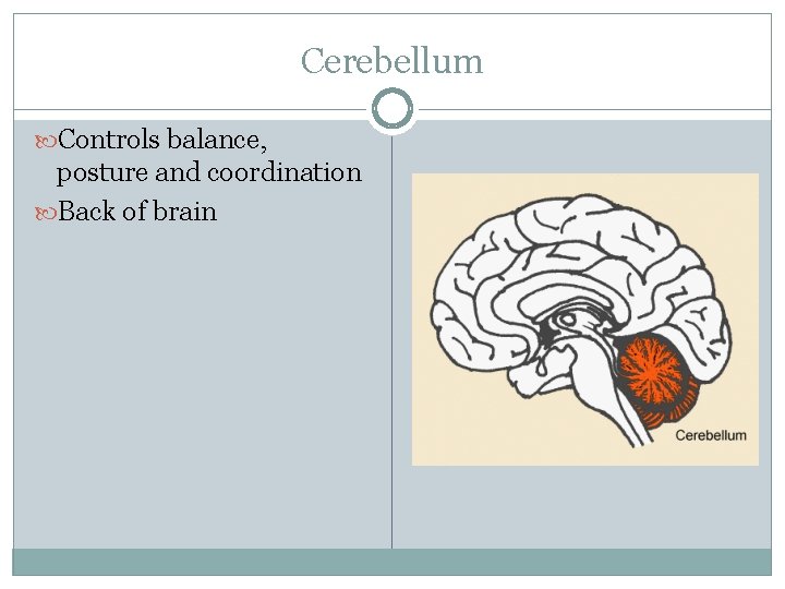 Cerebellum Controls balance, posture and coordination Back of brain 