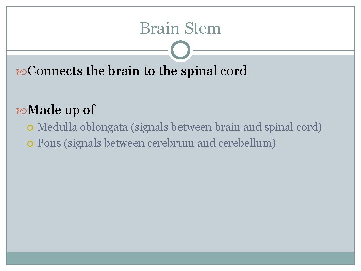 Brain Stem Connects the brain to the spinal cord Made up of Medulla oblongata