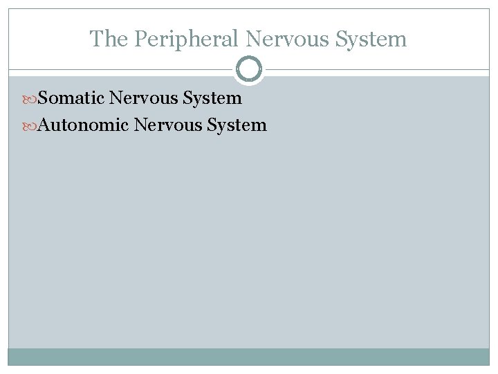 The Peripheral Nervous System Somatic Nervous System Autonomic Nervous System 