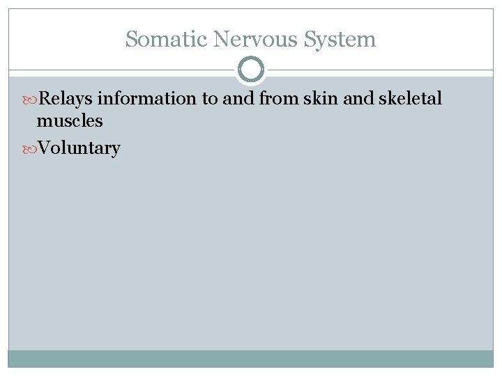 Somatic Nervous System Relays information to and from skin and skeletal muscles Voluntary 