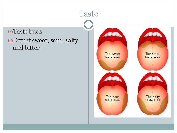 Taste buds Detect sweet, sour, salty and bitter 