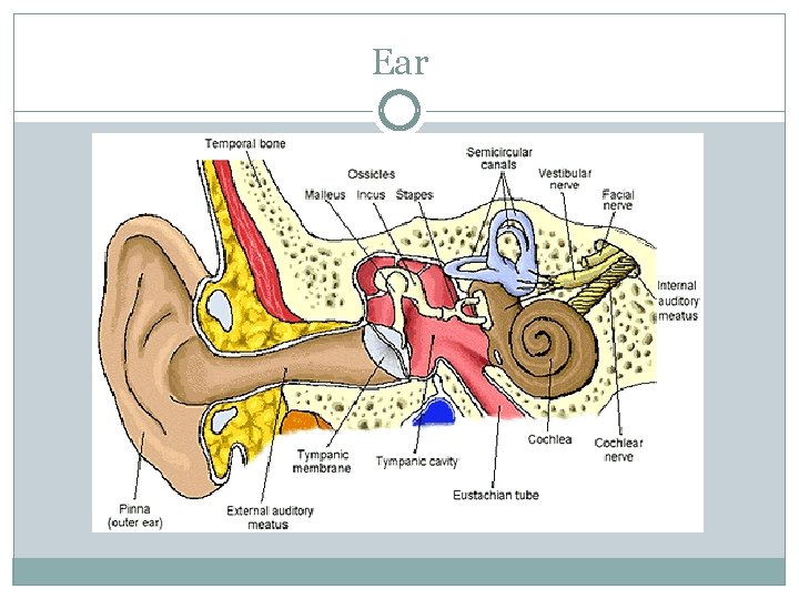 Ear 