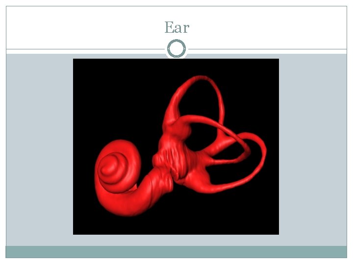 Ear 