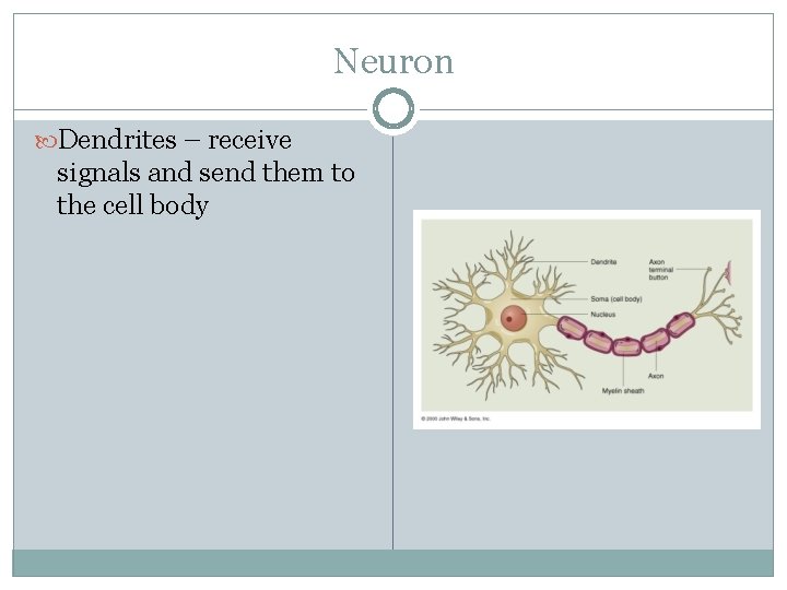 Neuron Dendrites – receive signals and send them to the cell body 