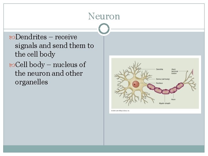 Neuron Dendrites – receive signals and send them to the cell body Cell body