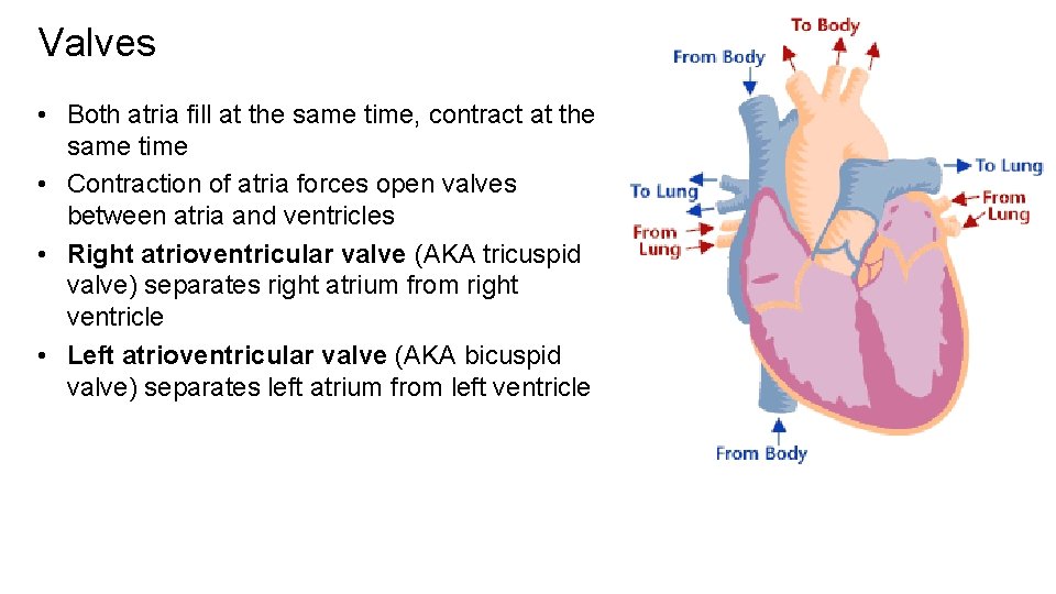 Valves • Both atria fill at the same time, contract at the same time