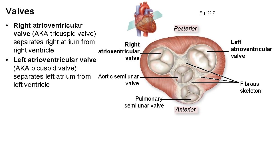 Valves Fig. 22. 7 • Right atrioventricular valve (AKA tricuspid valve) separates right atrium