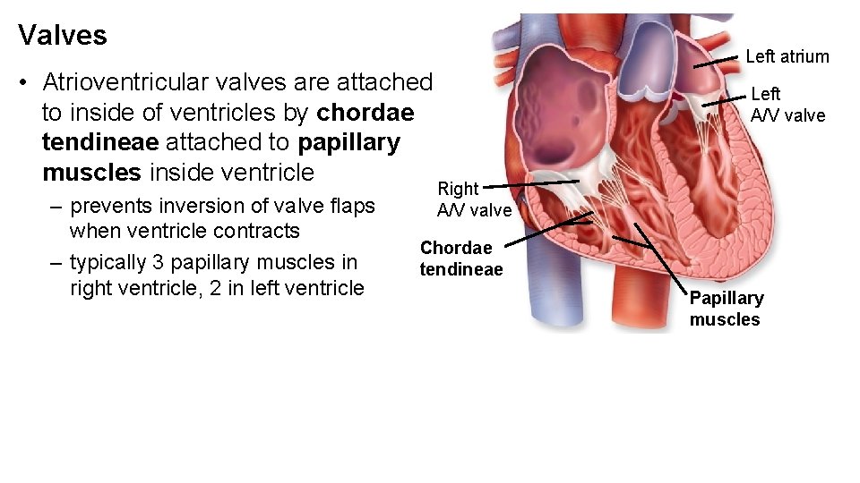 Valves Left atrium • Atrioventricular valves are attached to inside of ventricles by chordae