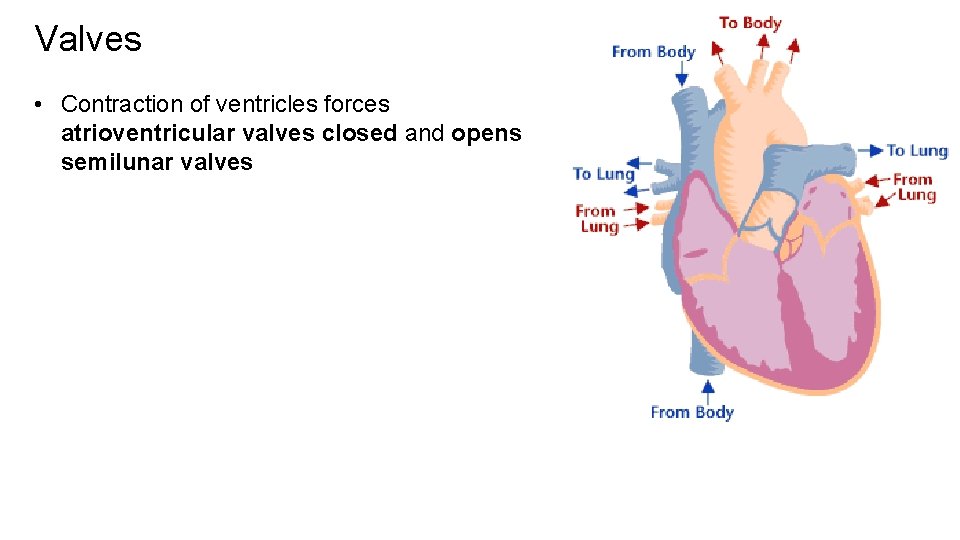 Valves • Contraction of ventricles forces atrioventricular valves closed and opens semilunar valves 
