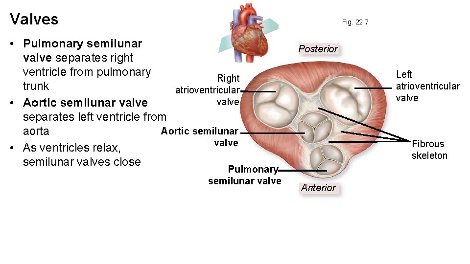 Valves Fig. 22. 7 • Pulmonary semilunar valve separates right ventricle from pulmonary Right