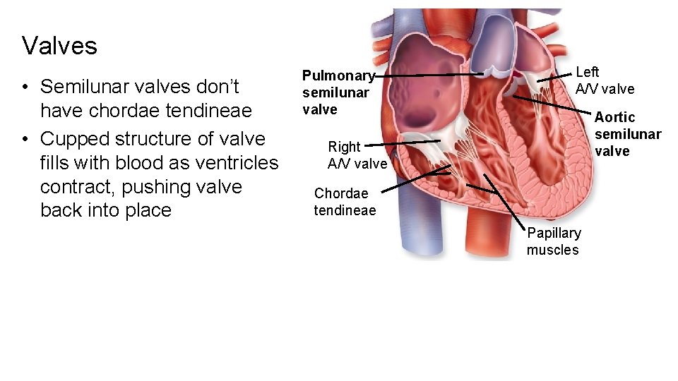 Valves • Semilunar valves don’t have chordae tendineae • Cupped structure of valve fills