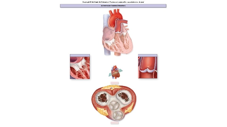 Copyright © Mc. Graw-Hill Education. Permission required for reproduction or display. (b) Ventricular Diastole