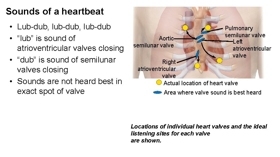 Sounds of a heartbeat • Lub-dub, lub-dub • “lub” is sound of atrioventricular valves