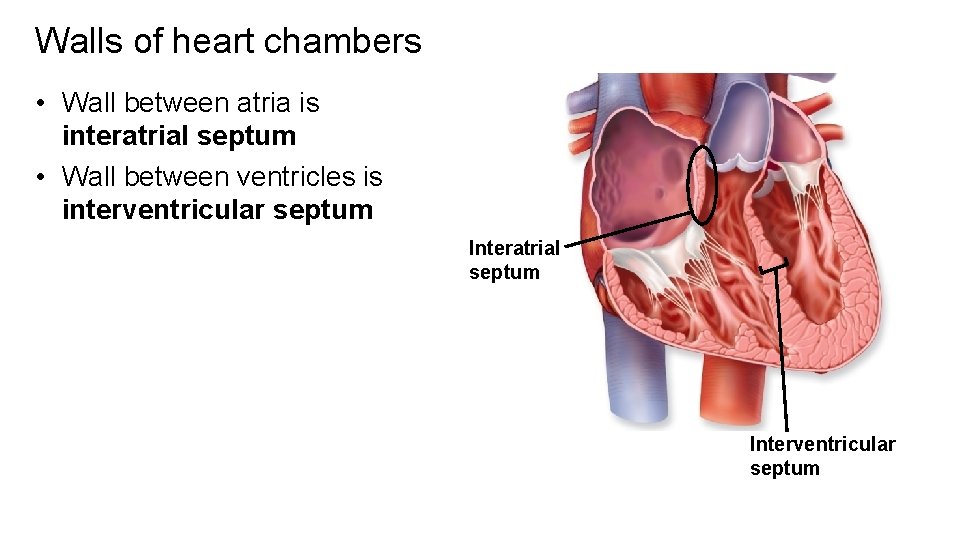 Walls of heart chambers • Wall between atria is interatrial septum • Wall between