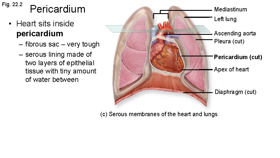 Fig. 22. 2 Pericardium • Heart sits inside pericardium – fibrous sac – very