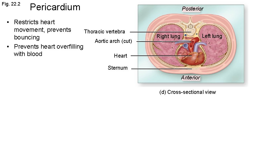 Fig. 22. 2 Pericardium Posterior • Restricts heart movement, prevents Thoracic vertebra bouncing Aortic
