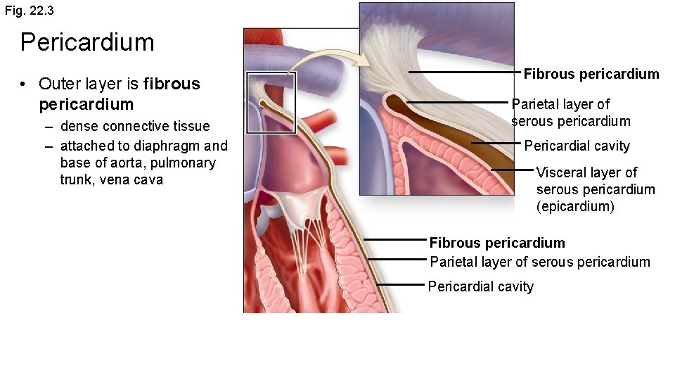 Fig. 22. 3 Pericardium • Outer layer is fibrous pericardium – dense connective tissue
