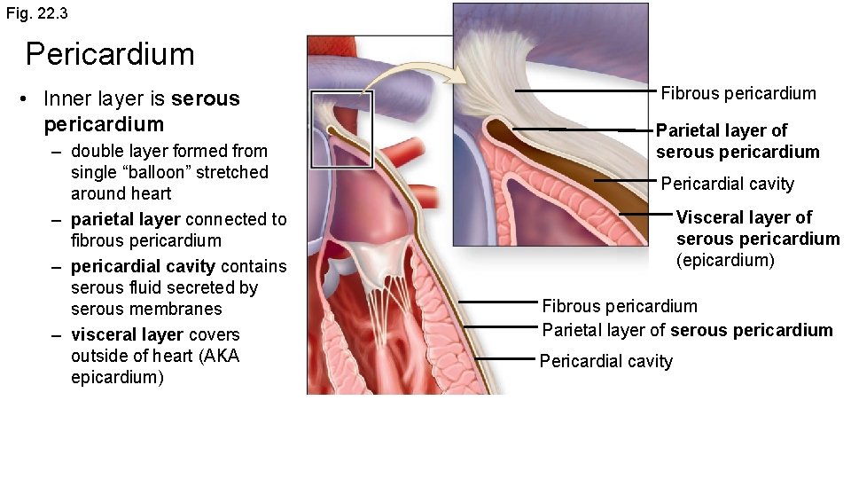 Fig. 22. 3 Pericardium • Inner layer is serous pericardium – double layer formed