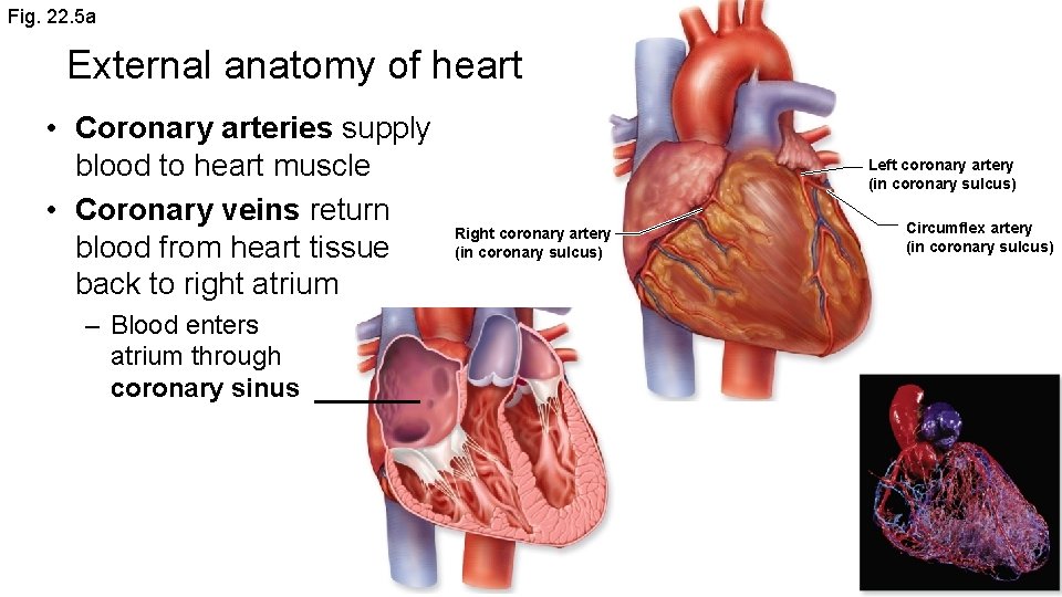 Fig. 22. 5 a External anatomy of heart • Coronary arteries supply blood to