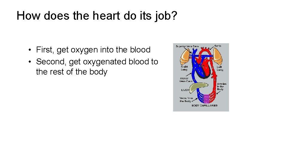 How does the heart do its job? • First, get oxygen into the blood