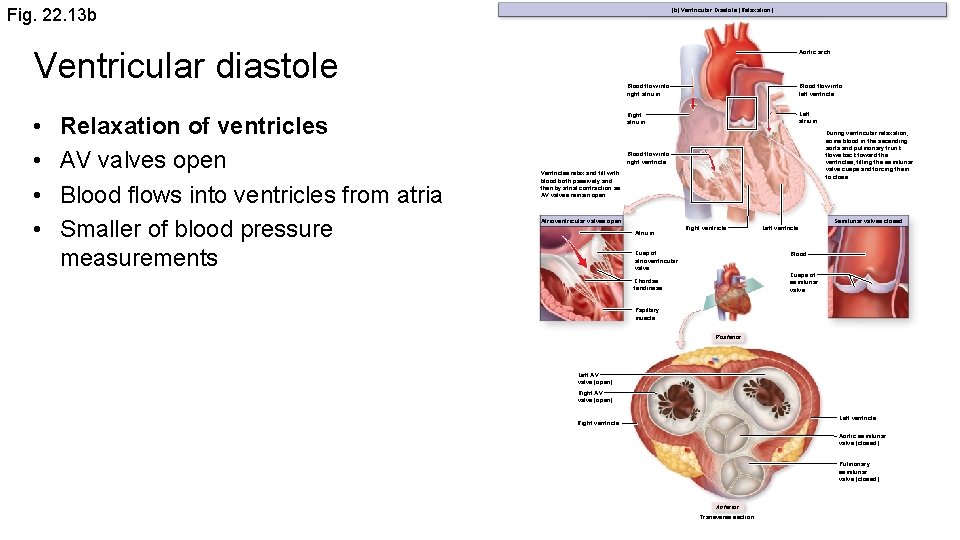 Fig. 22. 13 b (b) Ventricular Diastole (Relaxation) Ventricular diastole • • Relaxation of