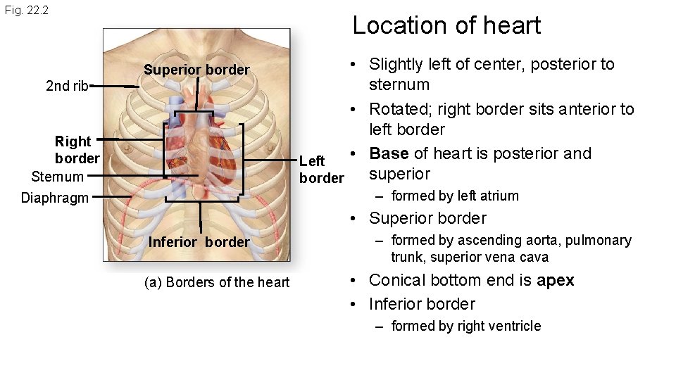 Fig. 22. 2 Location of heart Superior border 2 nd rib Right border Sternum