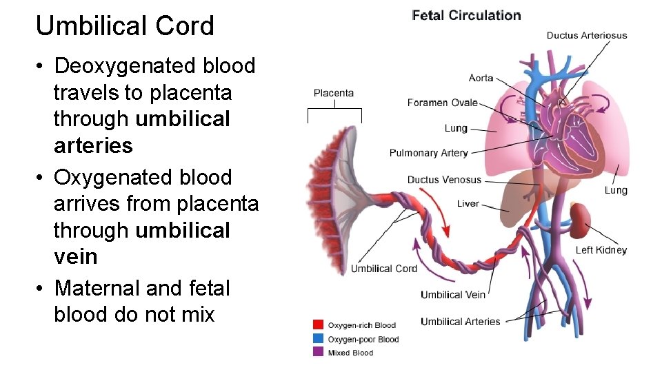 Umbilical Cord • Deoxygenated blood travels to placenta through umbilical arteries • Oxygenated blood