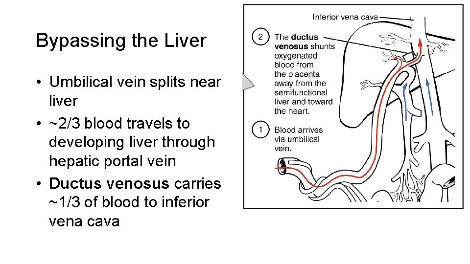 Bypassing the Liver • Umbilical vein splits near liver • ~2/3 blood travels to