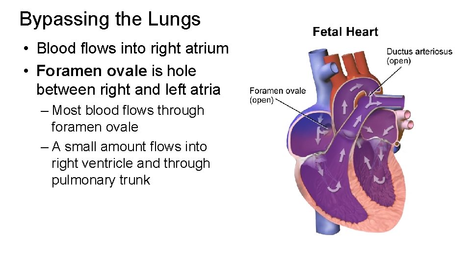 Bypassing the Lungs • Blood flows into right atrium • Foramen ovale is hole