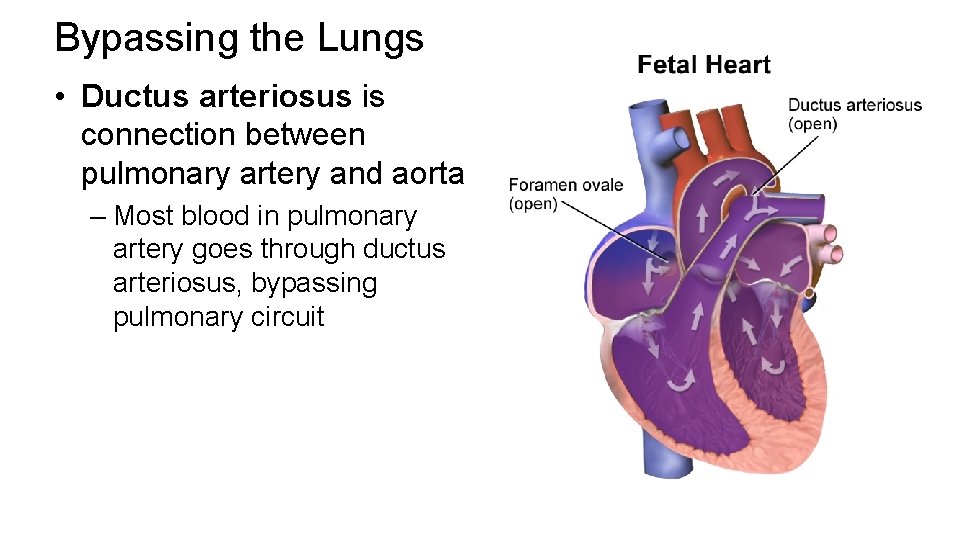 Bypassing the Lungs • Ductus arteriosus is connection between pulmonary artery and aorta –