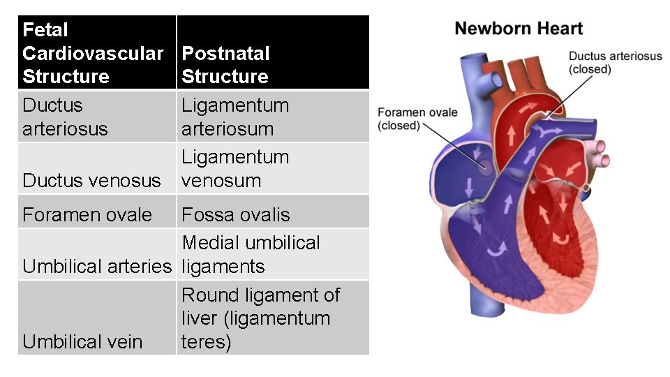  Fetal Cardiovascular Structure Ductus arteriosus Ductus venosus Foramen ovale Postnatal Structure Ligamentum arteriosum