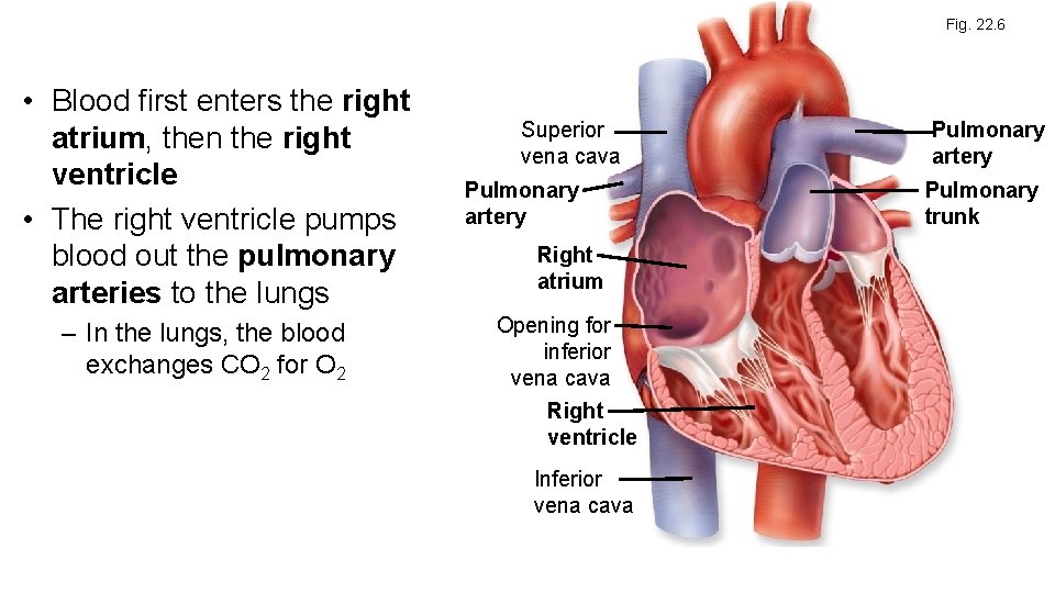 Fig. 22. 6 • Blood first enters the right atrium, then the right ventricle